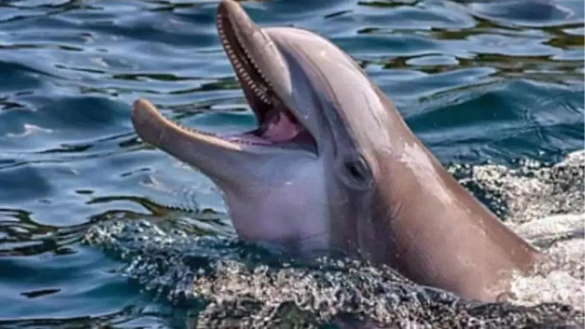 Ghazipur: गंगा में डॉल्फिन की चहलकदमी से लोगों में  उत्साह, संरक्षण के लिए चलाया गया अभियान
